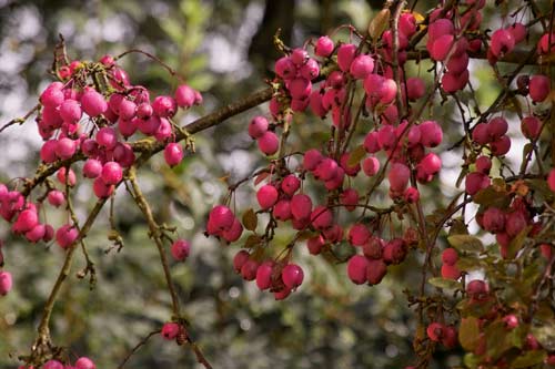 Japanischer Zierapfel Japanischer Zierapfel