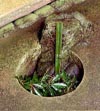 Chiriana f�r Gartenabf�lle